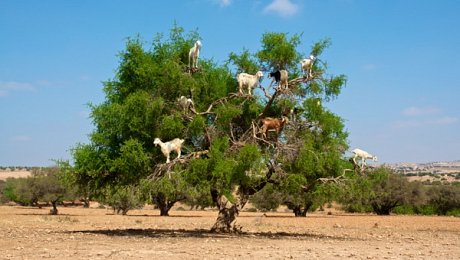 Morocco-Essaouira-argan-trees-argan-oil-goats-argan-trees