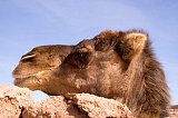 Mustapha the camel