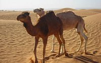 Camel rides in Sahara Morocco
