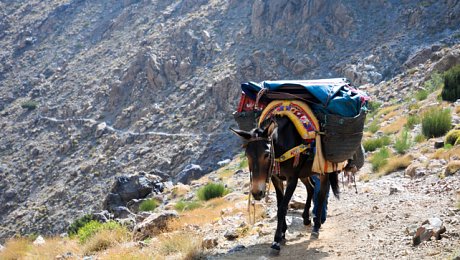 Marrakech-High-Atlas-mule-trek-day tour
