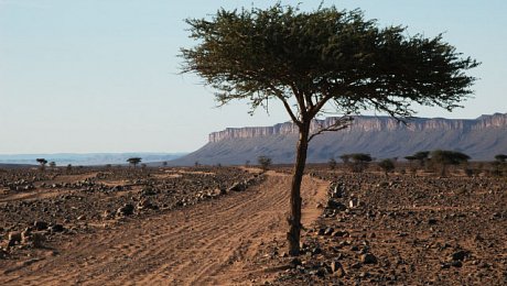 Luxury-desert-tours-Morocco-acacia tree