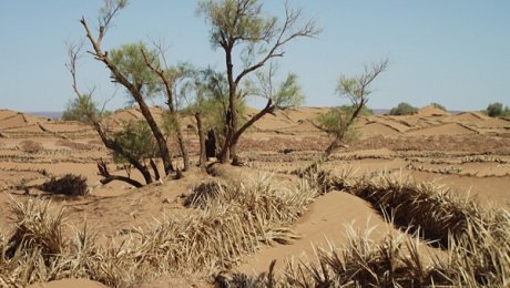 M'Hamid-el-ghizlane-day-tours-dunes-desert-tamarist-erosion