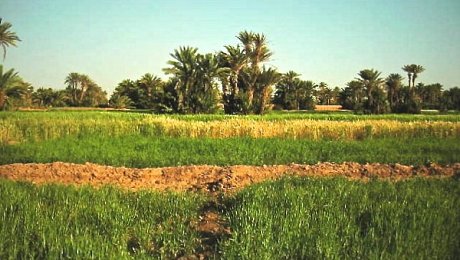 M'Hamid-el-ghizlane-old-mhamid-agricutlure