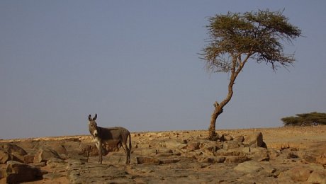 M/Hamid el Ghizlane-desert-day-tours-Sacred-Oasis