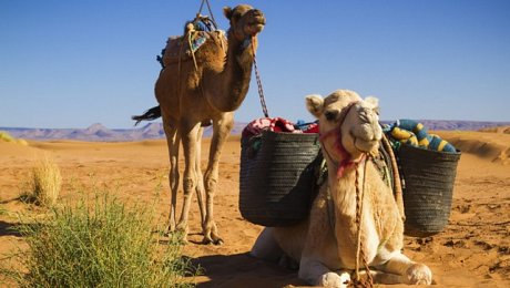 Ouarzazate-day-tours-camel-rides-Zagora