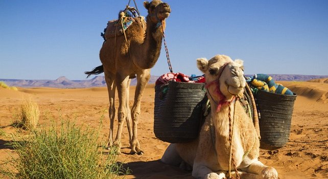 Sahara Desert Morocco - camel trekking adventure