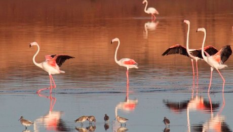 Morocco-tours-South-Atlantic-Coast-Souss-Massa-flamingos