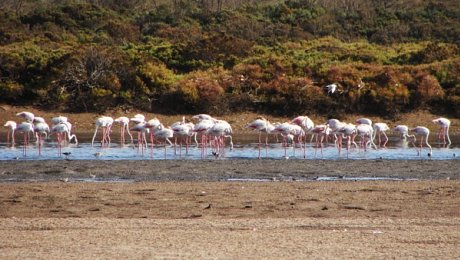 Morocc-Atlantic-Coast-luxury-family-holiday-flamingos-Souss Massa